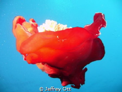 Free swimming Spanish Dancer at 20m on house reef at Taba... by Jeffrey Ott 